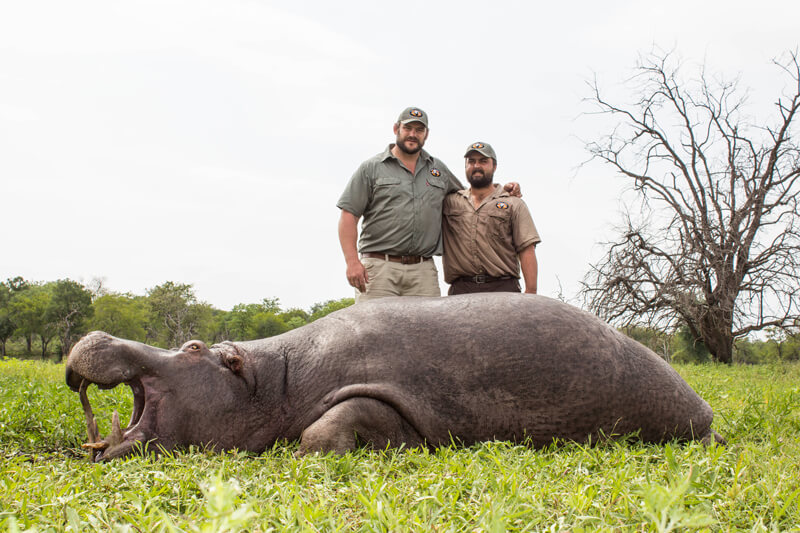 hunt hippo with african hunting safaris